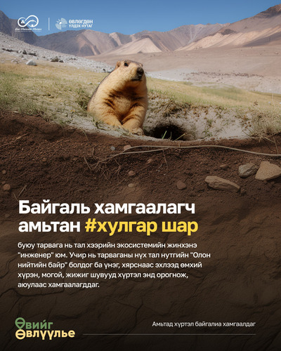 Тарвага нь зүгээр нэг нүх ухдаг амьтан биш, хөрсийг гүнээс нь сийрэгжүүлж, ургамал цэцэгс илүү соргог ургах таатай нөхцөлийг бүрдүүлдэг экосистемийн маш чухал амьтан юм